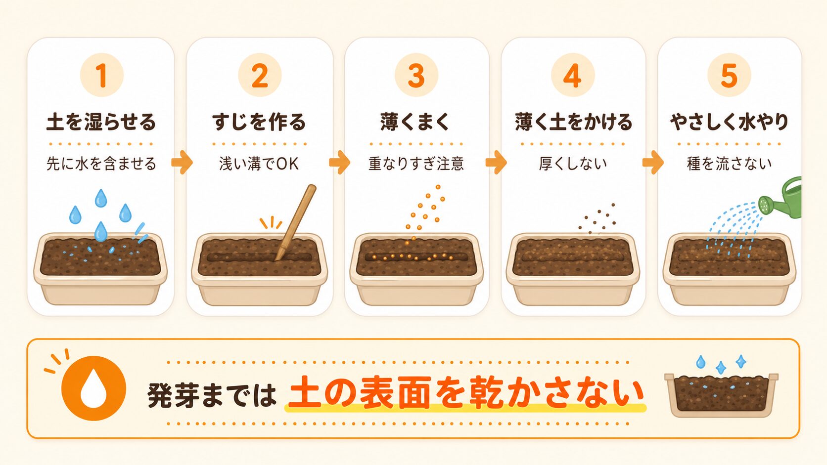 にんじんの種まき手順を5ステップで解説した図