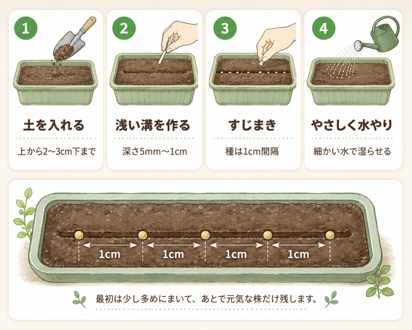 小松菜の種まき手順。土を入れる、浅い溝を作る、すじまき、やさしく水やりする流れを示した図解