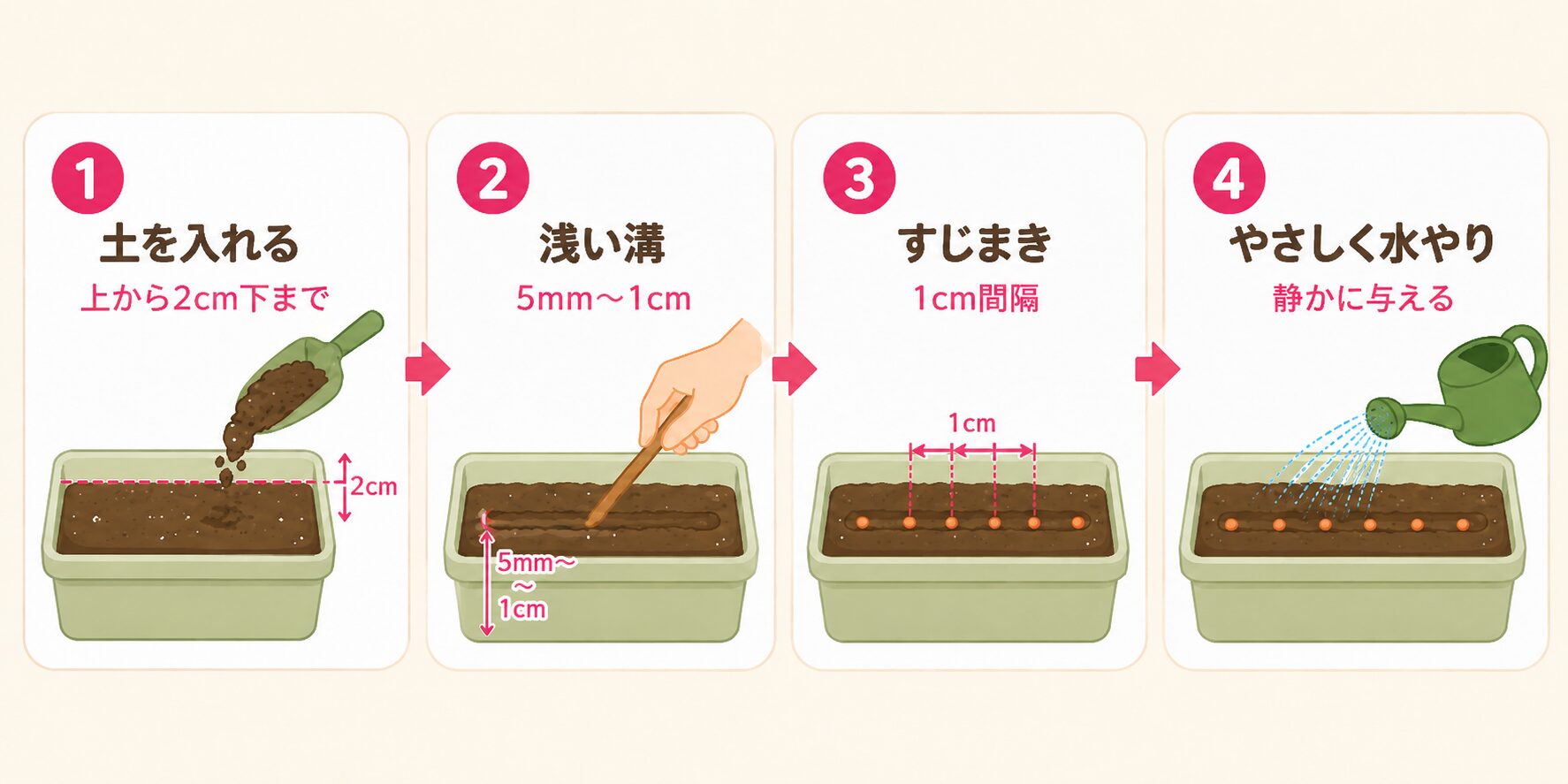 ラディッシュの種まき手順。土を入れる、浅い溝を作る、1cm間隔ですじまきする、やさしく水やりする流れを示した図解