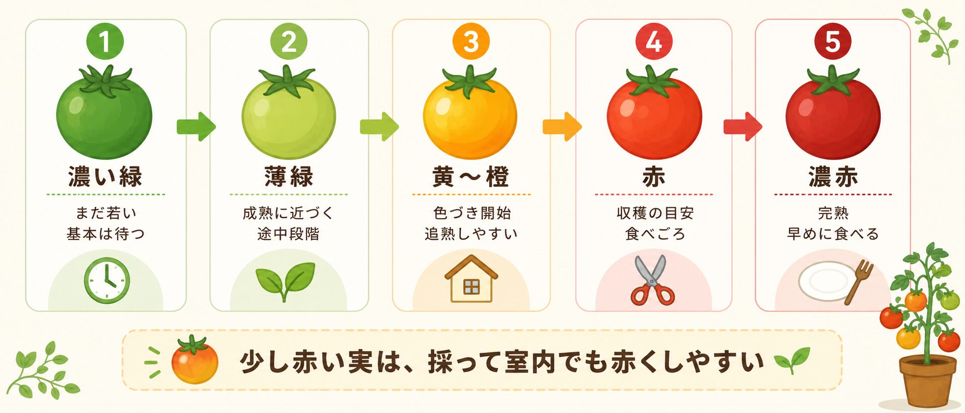 ミニトマトの色の段階を濃い緑から濃赤まで比較した図解