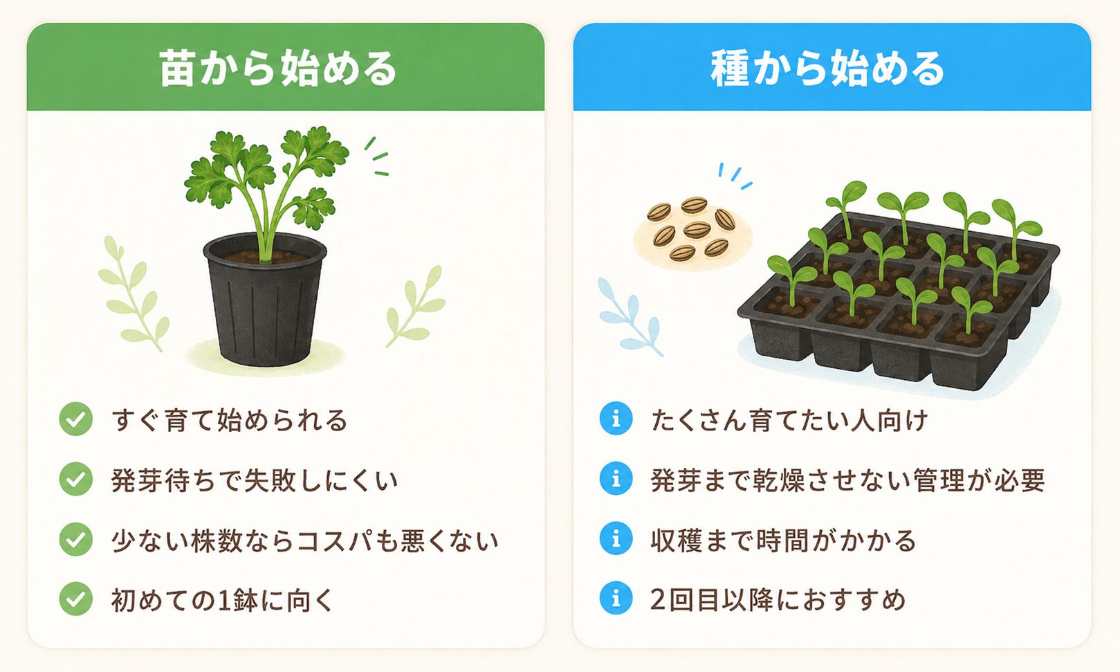 パセリを苗から始める場合と種から始める場合の比較