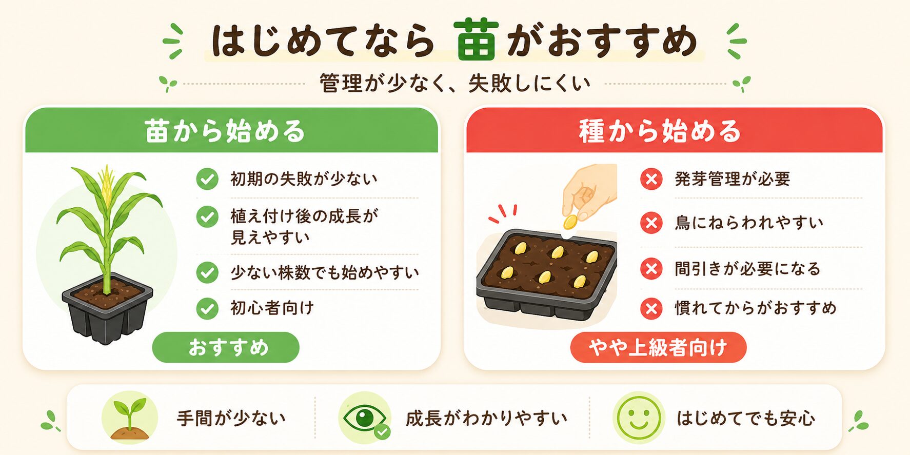 とうもろこしを苗から始める場合と種から始める場合の比較図