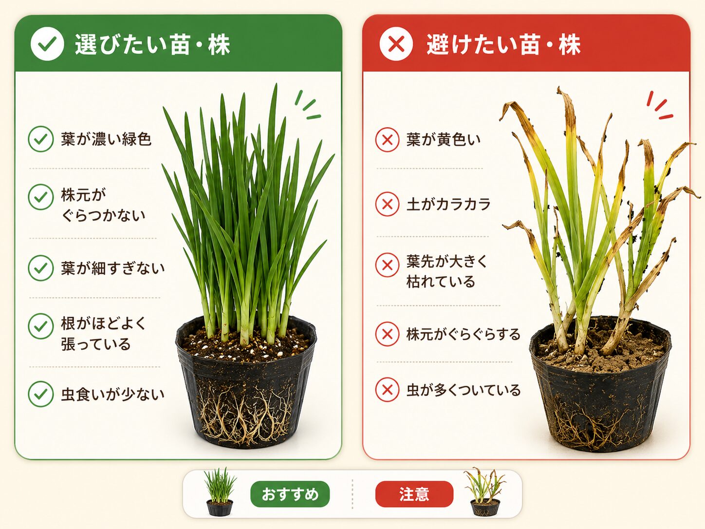 選びたいニラ苗と避けたいニラ苗の比較図解