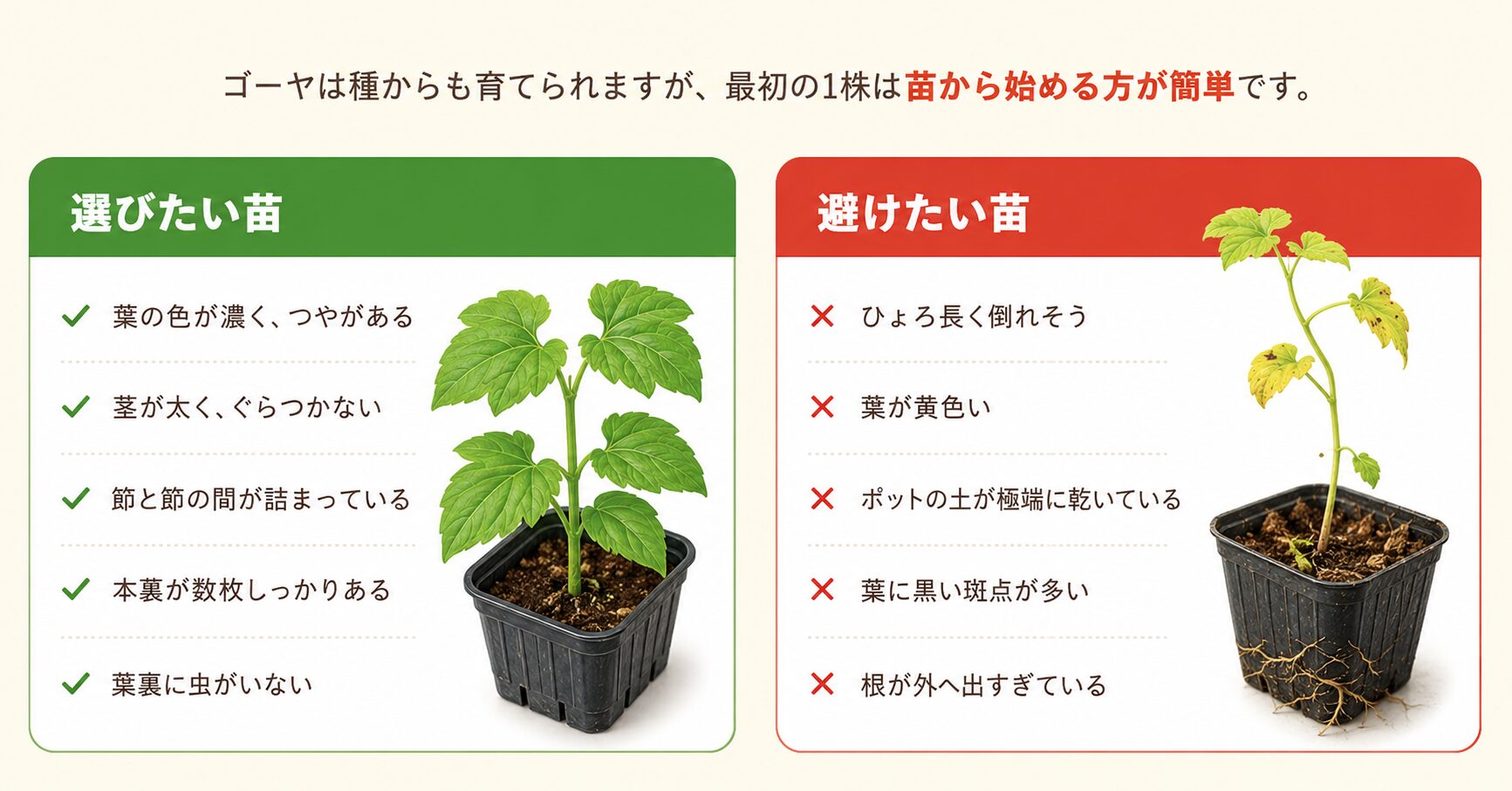 選びたいゴーヤ苗と避けたいゴーヤ苗の違いを比較した図解