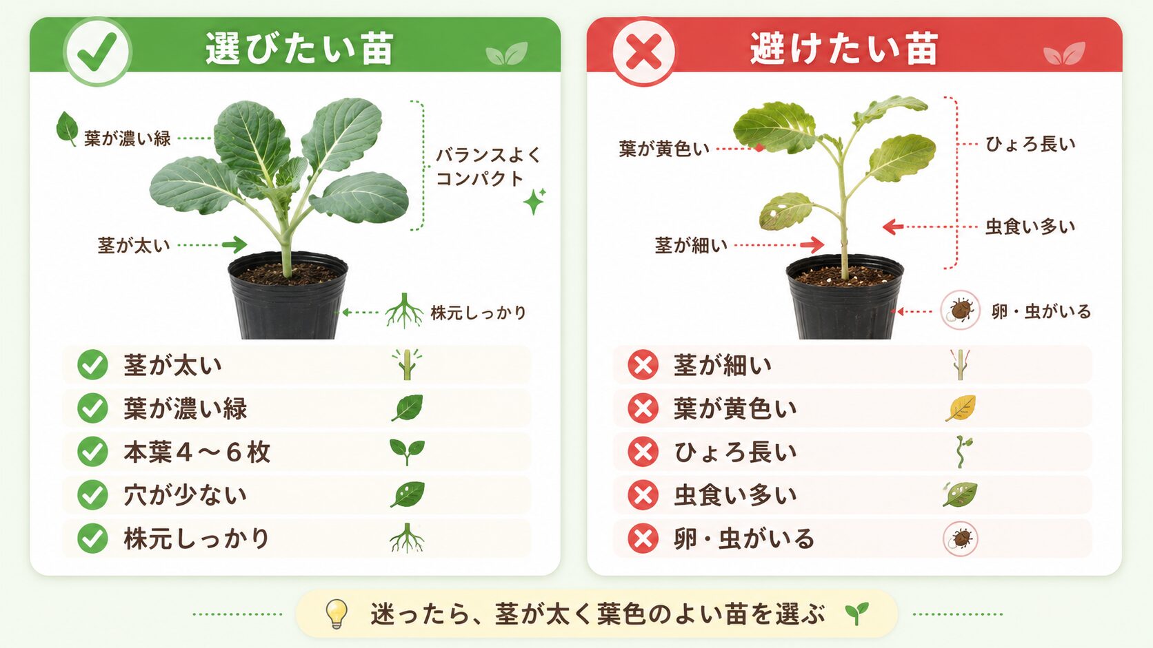 ブロッコリー苗の選び方と避けたい苗の特徴