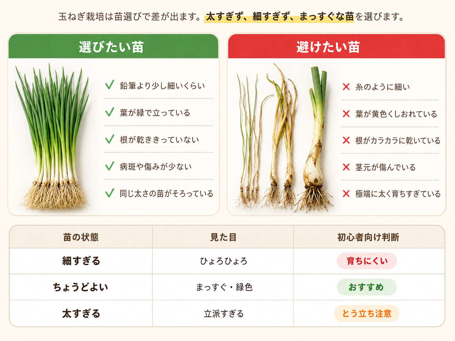 玉ねぎ苗の選び方。選びたい苗と避けたい苗を比較し、細すぎる苗、太すぎる苗、黄色くしおれた苗を避けるポイントを図解