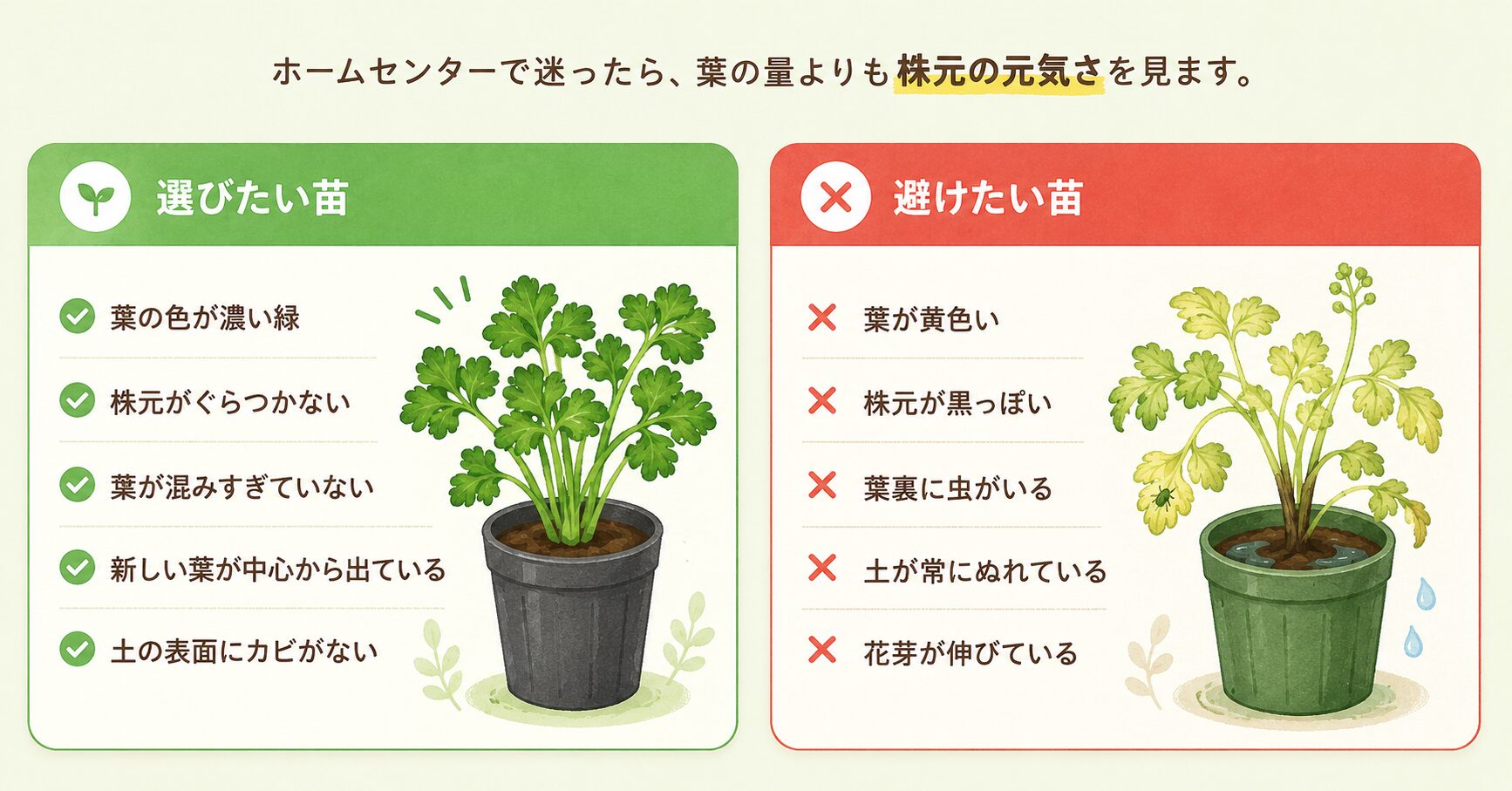 選びたいパセリ苗と避けたいパセリ苗の見分け方
