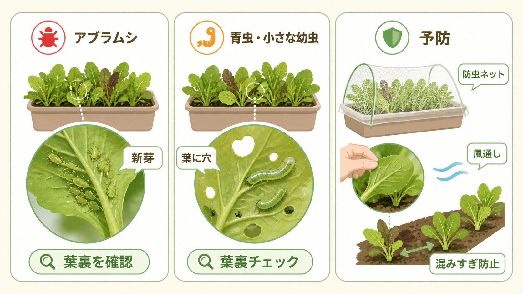 ベビーリーフの虫対策としてアブラムシ・青虫・小さな幼虫・防虫ネット・葉裏チェックを示す図解