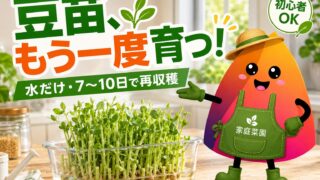 豆苗は何回収穫できる？再生栽培のやり方・水の量・カビ対策を初心者向けに解説