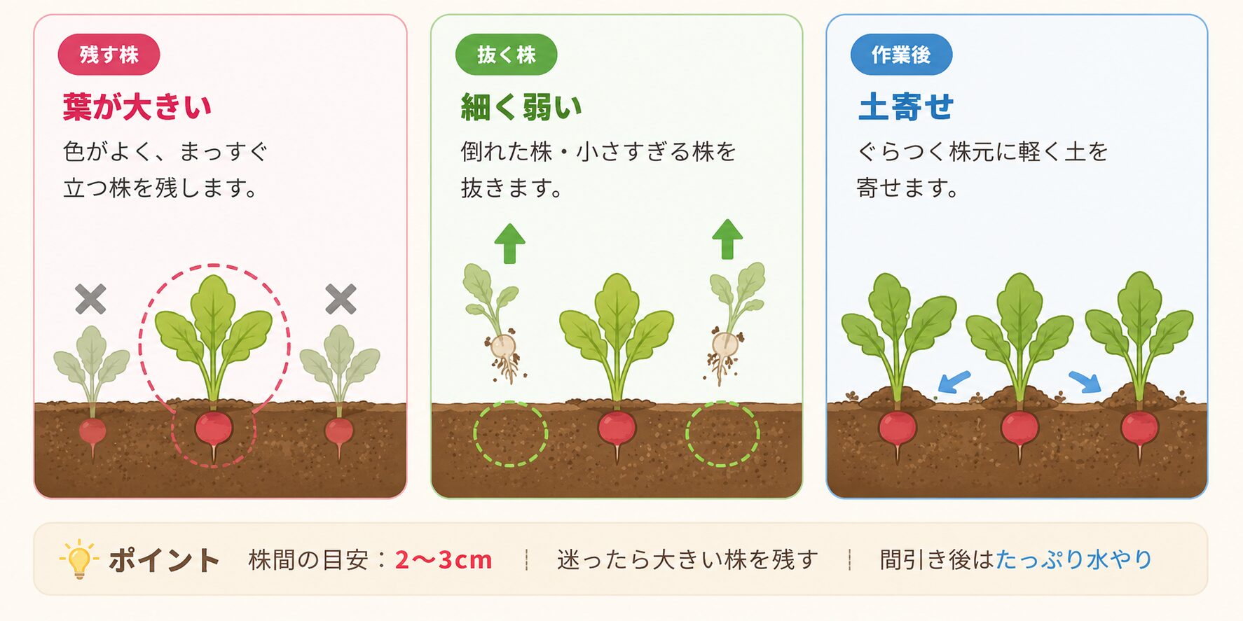 ラディッシュの間引き方法。大きく元気な株を残し、細く弱い株を抜き、作業後に土寄せする流れを示した図解