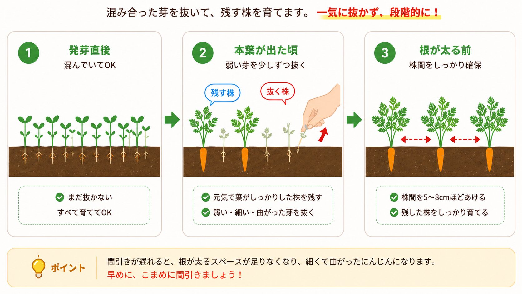 にんじんの間引きで残す株と抜く株を示した図
