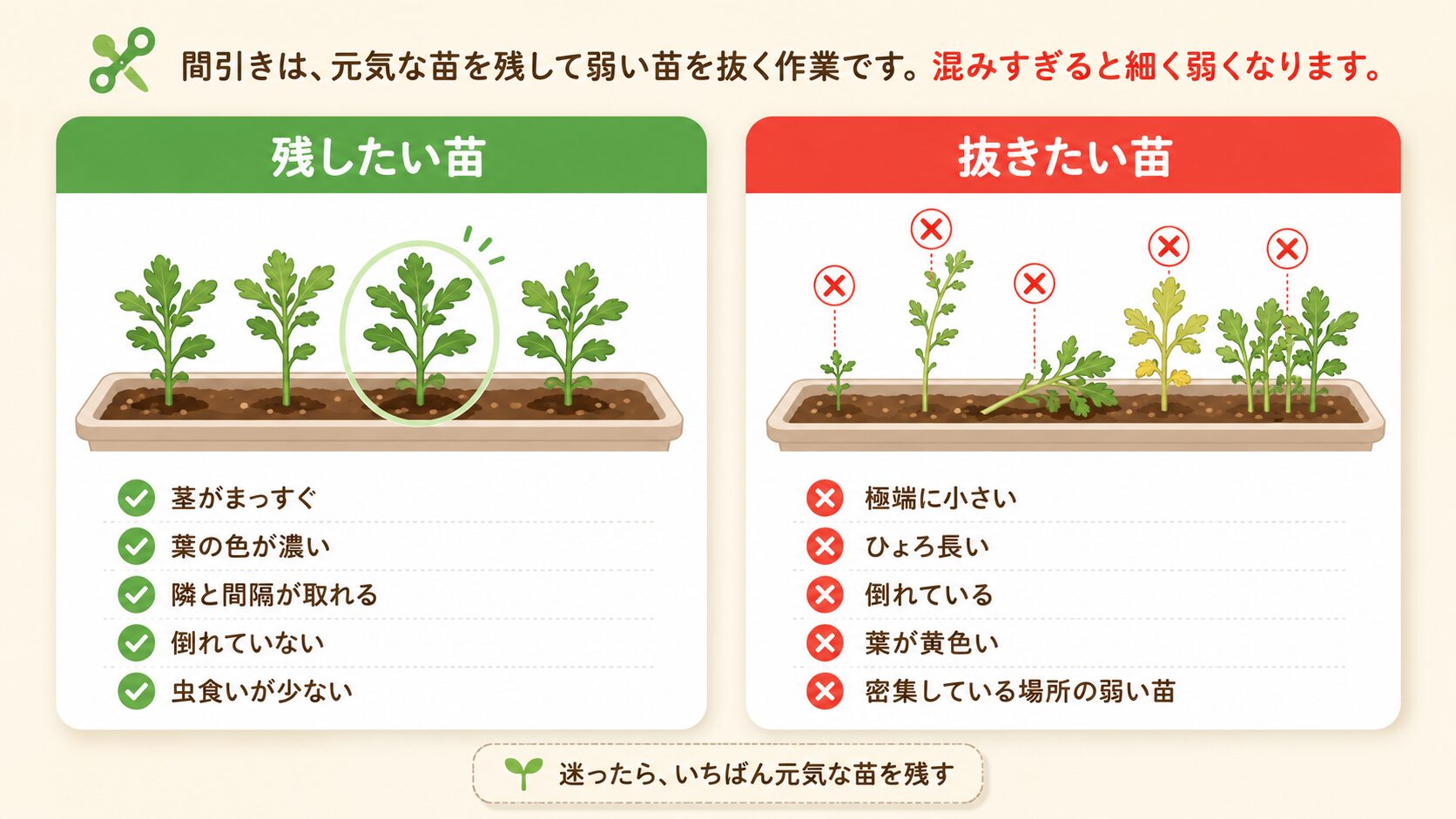 春菊の間引きで残す苗と抜く苗の見分け方