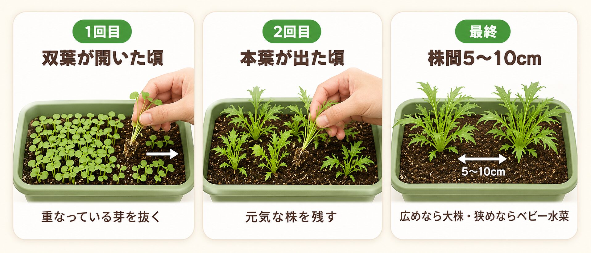 水菜の間引きのタイミングを示した図解。双葉が開いた頃、本葉が出た頃、最終的に株間5から10cmにする流れ。