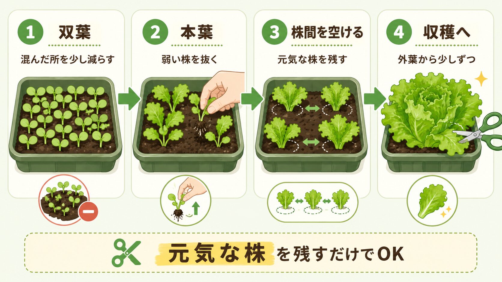 リーフレタスの間引き手順と元気な株を残すポイント