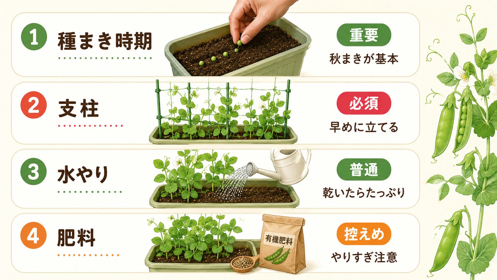 スナップエンドウ栽培で大事な種まき時期・支柱・水やり・肥料の優先度