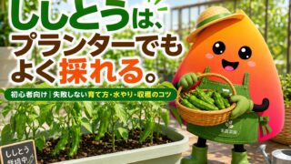 ししとうのプランター栽培｜初心者でも失敗しない育て方・収穫・辛くなる原因まで解説