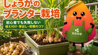 しょうがのプランター栽培完全ガイド｜芽出し・植え付け・収穫・保存まで初心者向けに解説