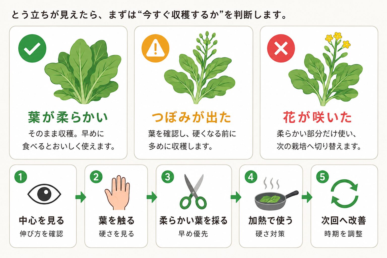 とう立ちが見えた時に、葉が柔らかい、つぼみが出た、花が咲いた状態ごとの収穫判断を示した図解。