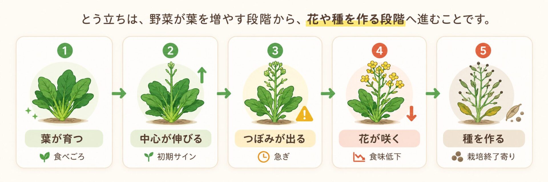 葉物野菜が葉を育てる段階から中心が伸び、つぼみが出て、花が咲き、種を作るまでの流れを示した図解。