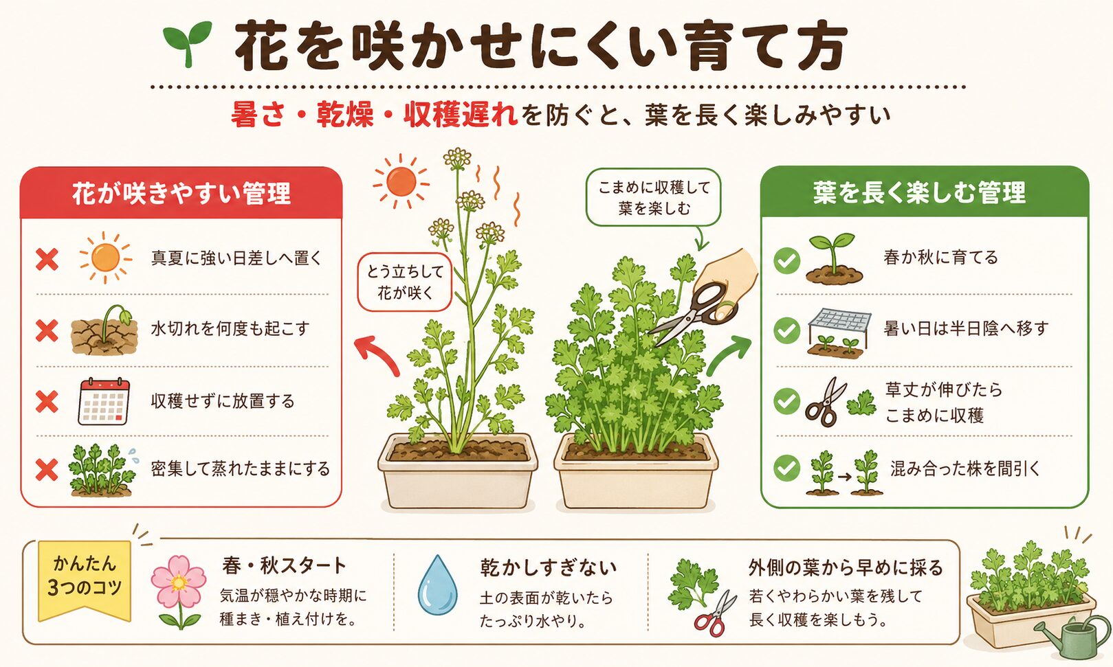 パクチーのとう立ちを防ぎ葉を長く楽しむ管理方法をまとめた図解