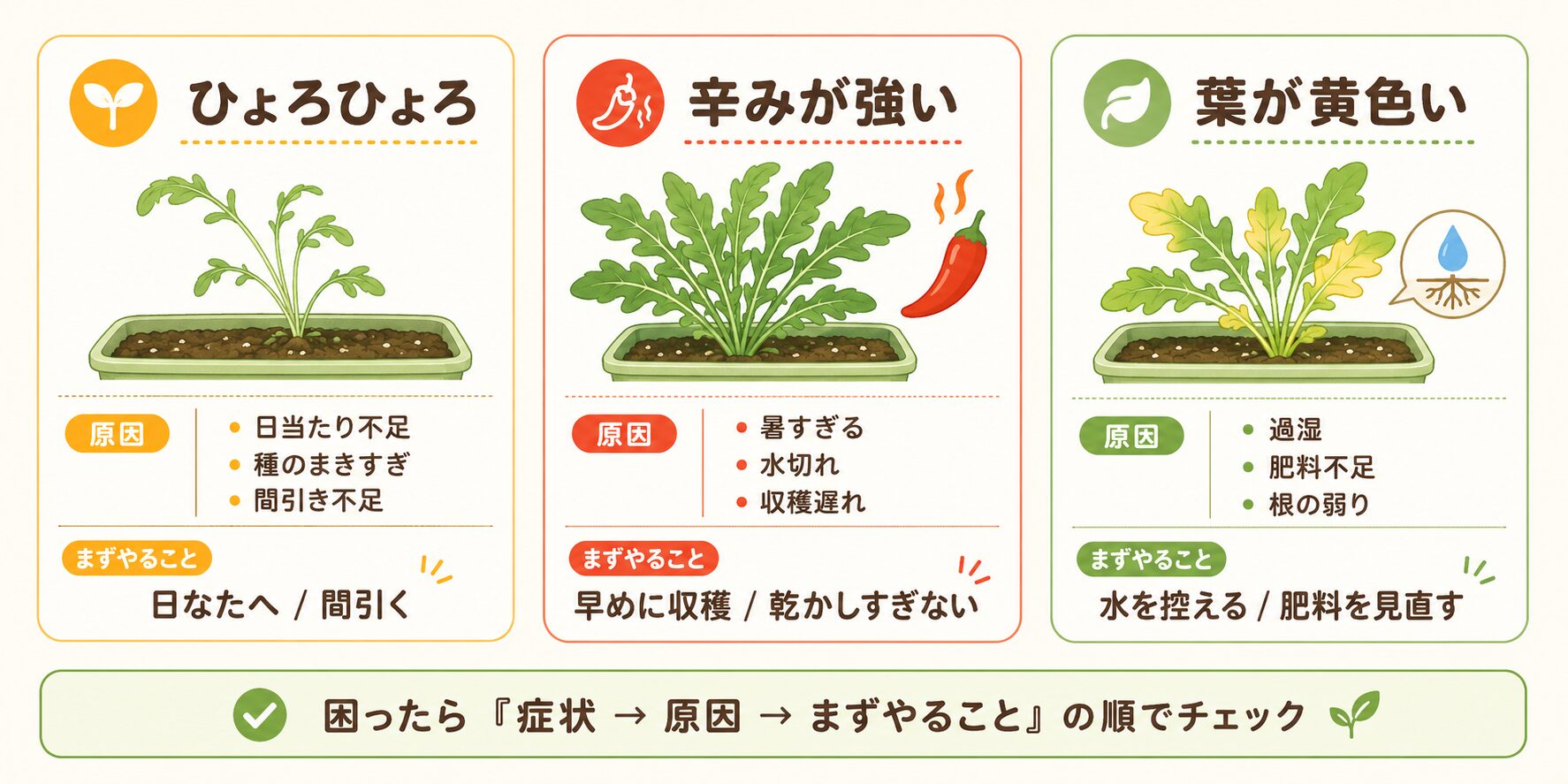 ルッコラ栽培でよくある失敗を症状別に示した図解