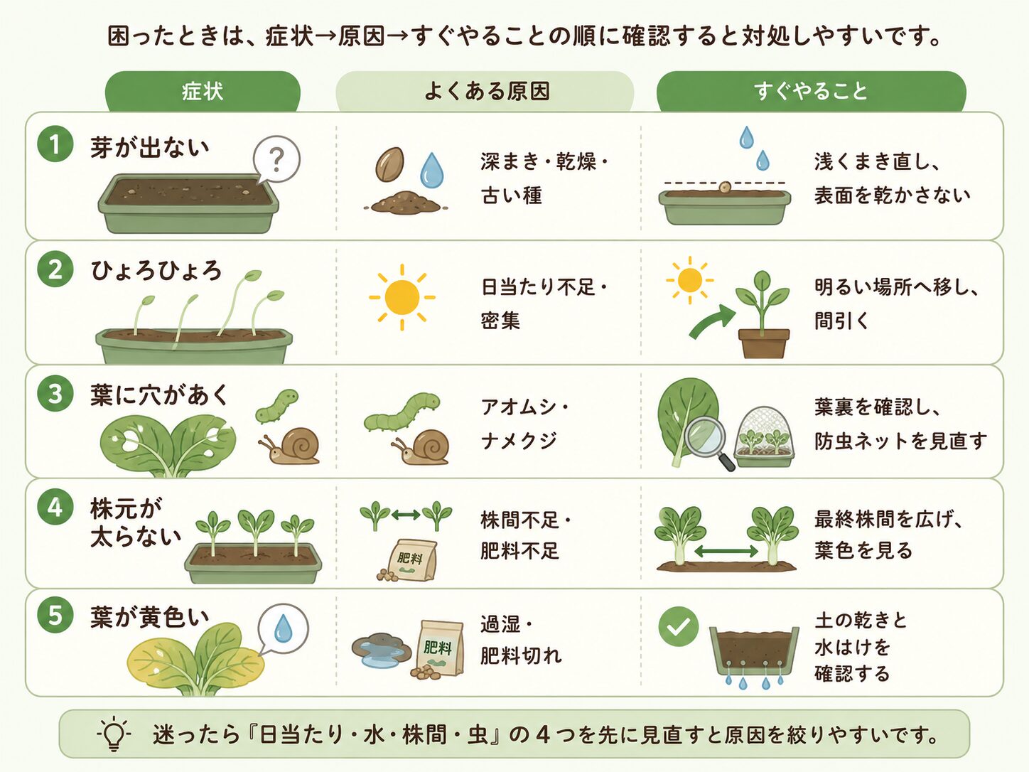 チンゲン菜のよくある失敗を症状別に整理した図解