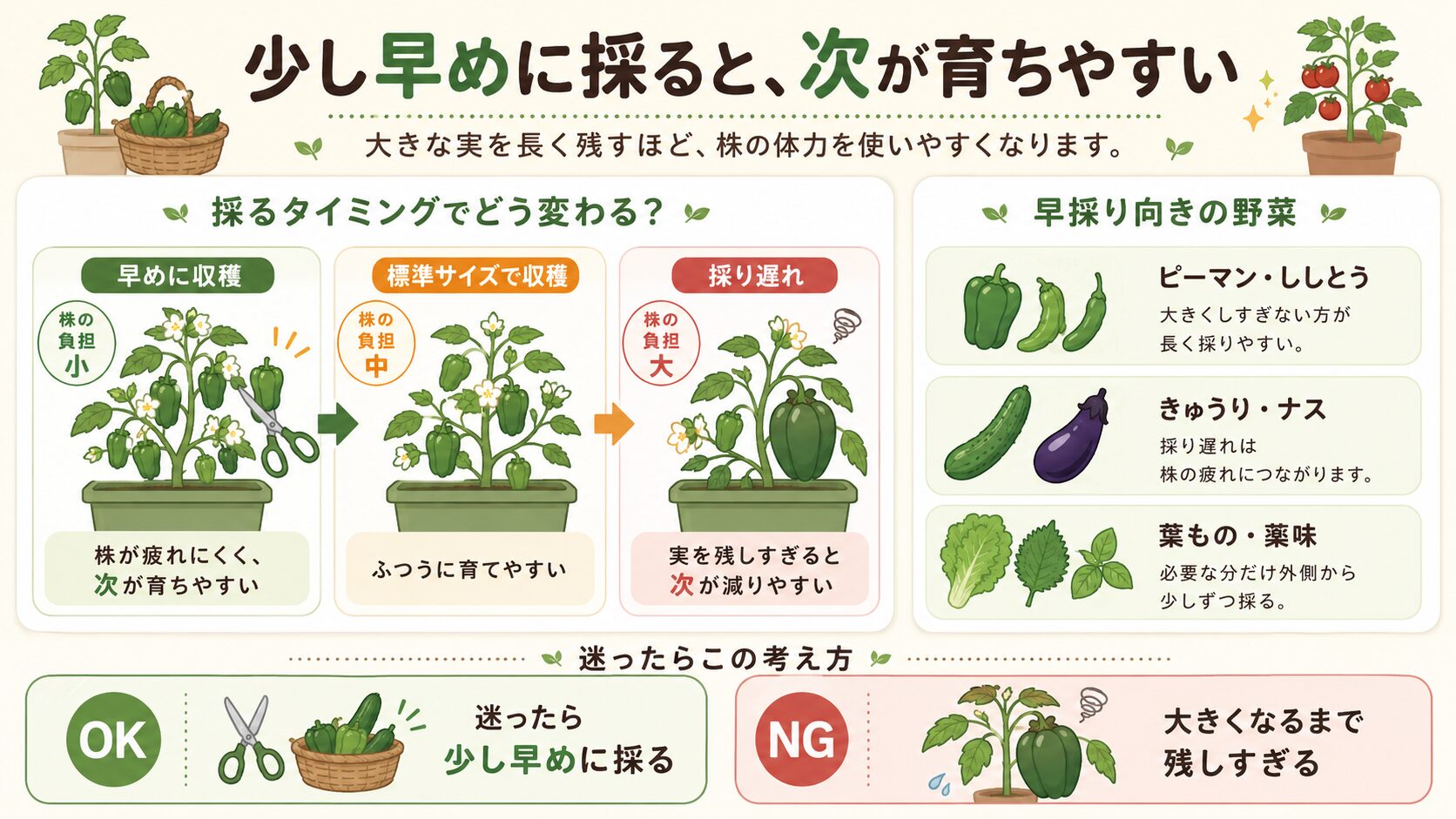 家庭菜園で早めに収穫するメリット。早採り、標準収穫、採り遅れによる株の負担の違いを図解