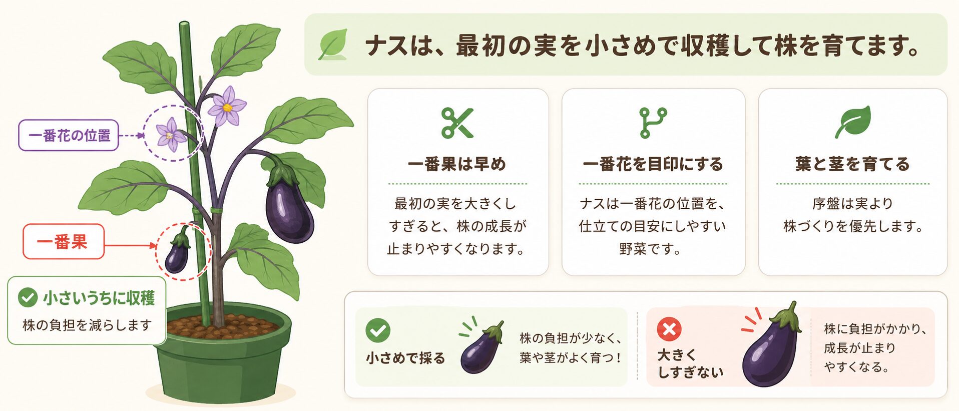 ナスの一番果を小さめで早採りして株を育てる説明図