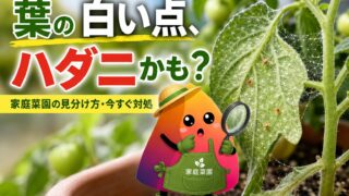 ハダニがついた葉はどうする？切る・残す判断と水で落とす駆除方法