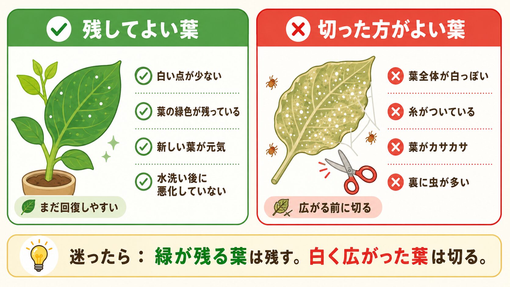 ハダニがついた葉を残すか切るかの判断基準。緑が残る葉と白く広がった葉を比較。