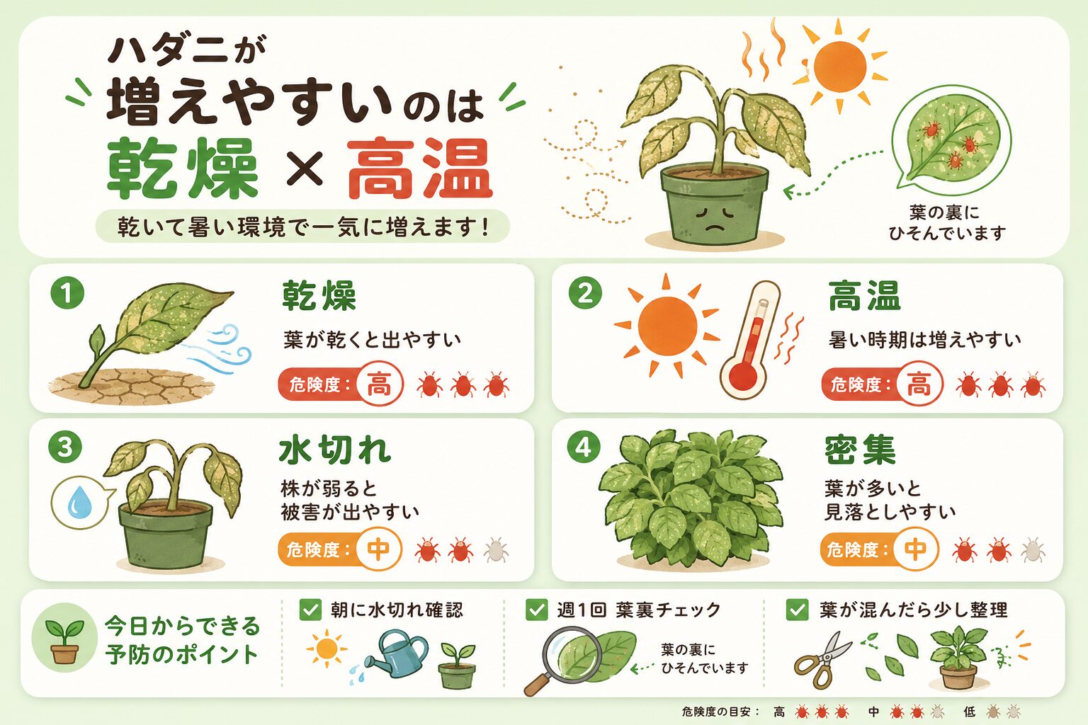 ハダニが増えやすい乾燥、高温、水切れ、密集の条件と予防ポイントを示した図解。