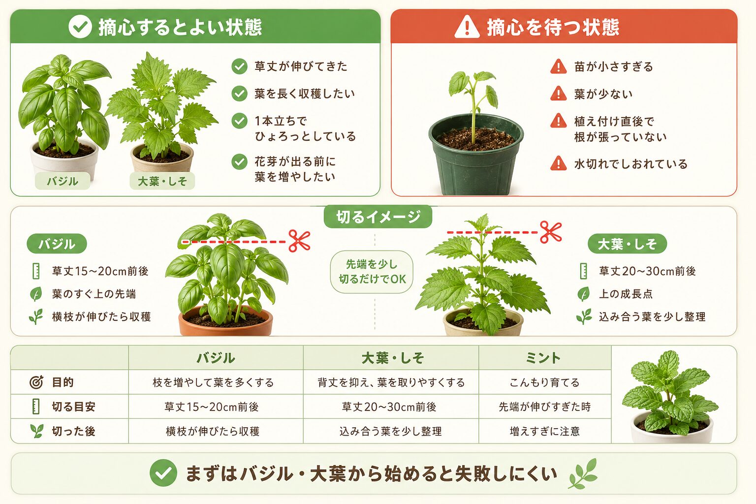 バジル・大葉・ミントの摘心タイミングと切り方を示した図解