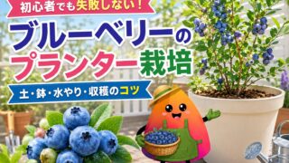 ブルーベリーのプランター栽培｜初心者でも失敗しない土・鉢・水やり・収穫のコツ