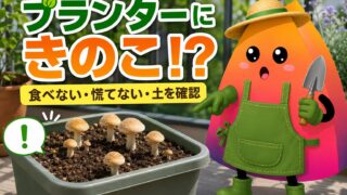 プランターにきのこが生えたら？食べていい？土は使える？初心者向け対処法