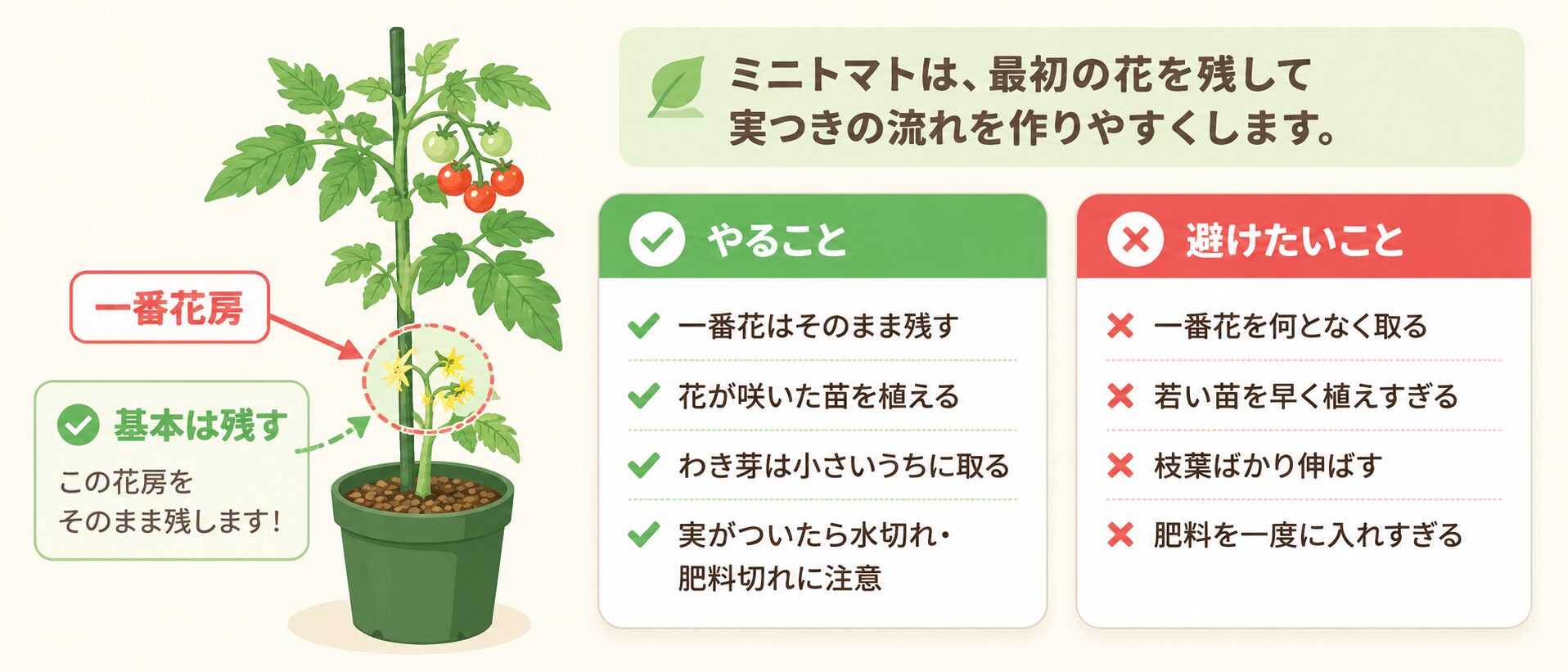 ミニトマトの一番花は基本的に残すことを説明する図解
