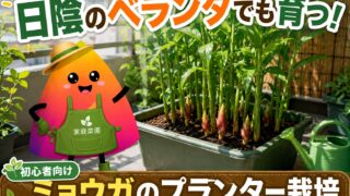 ミョウガのプランター栽培｜日陰のベランダでも育つ！初心者向けの植え方・収穫・冬越し