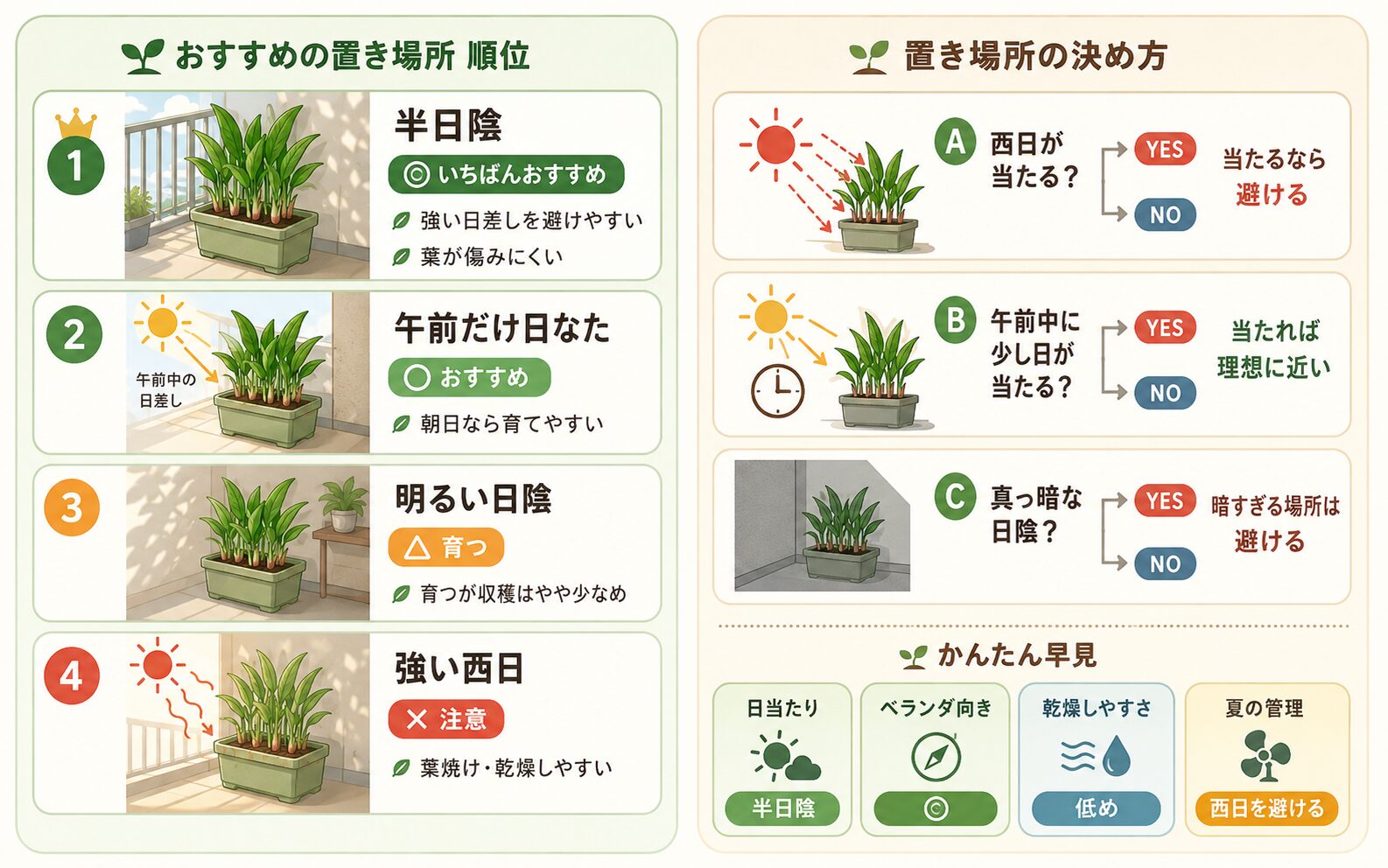 ミョウガに向く置き場所を比較した図解