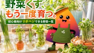 リボベジできる野菜一覧｜スーパーの野菜くずを再生栽培するやり方【初心者向け】