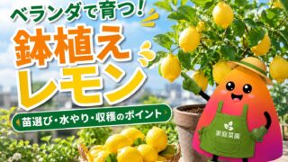 レモンの鉢植え栽培｜初心者でもベランダで実をつける育て方・剪定・冬越し