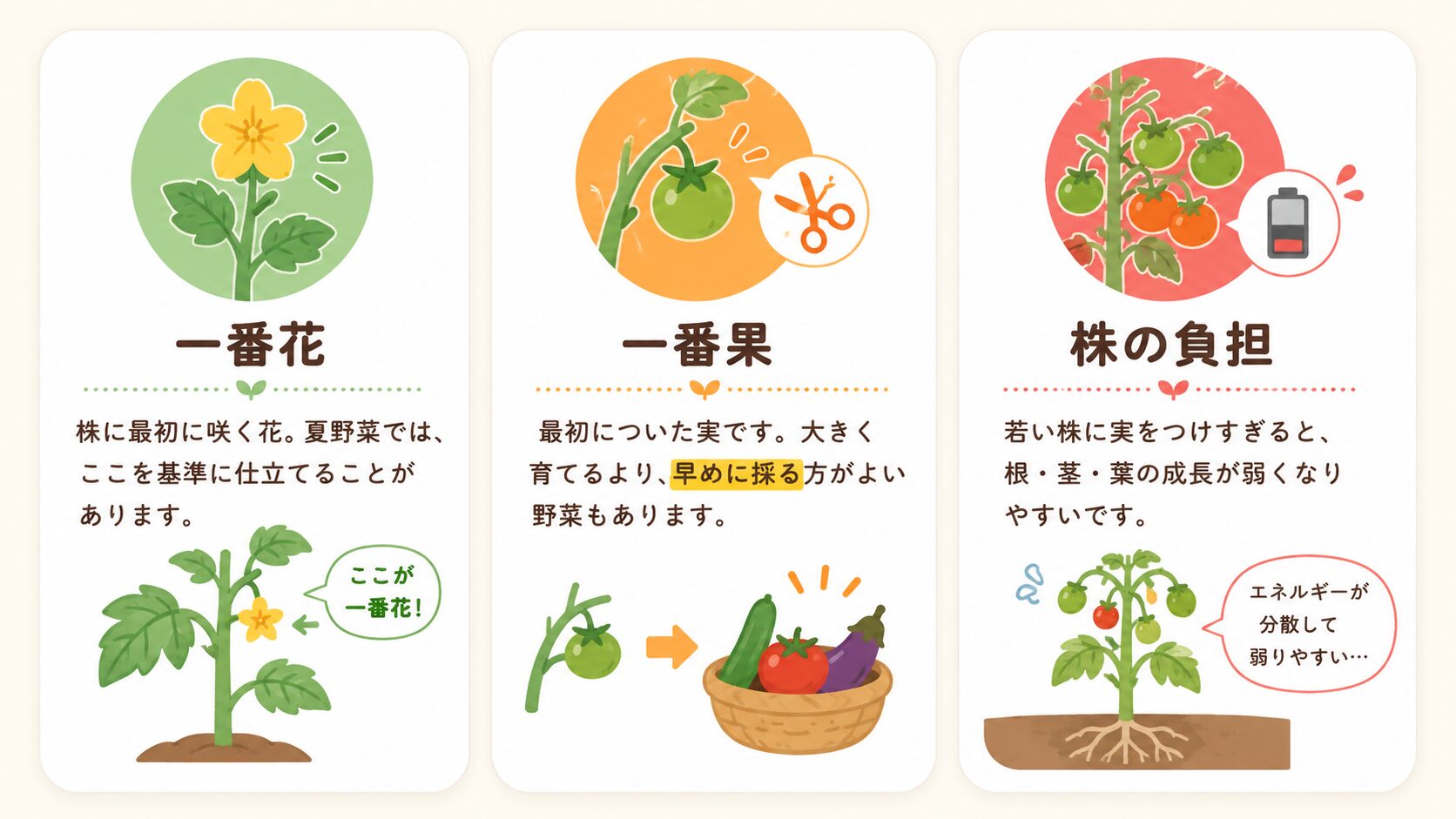 一番花・一番果・株の負担の意味を説明する図解