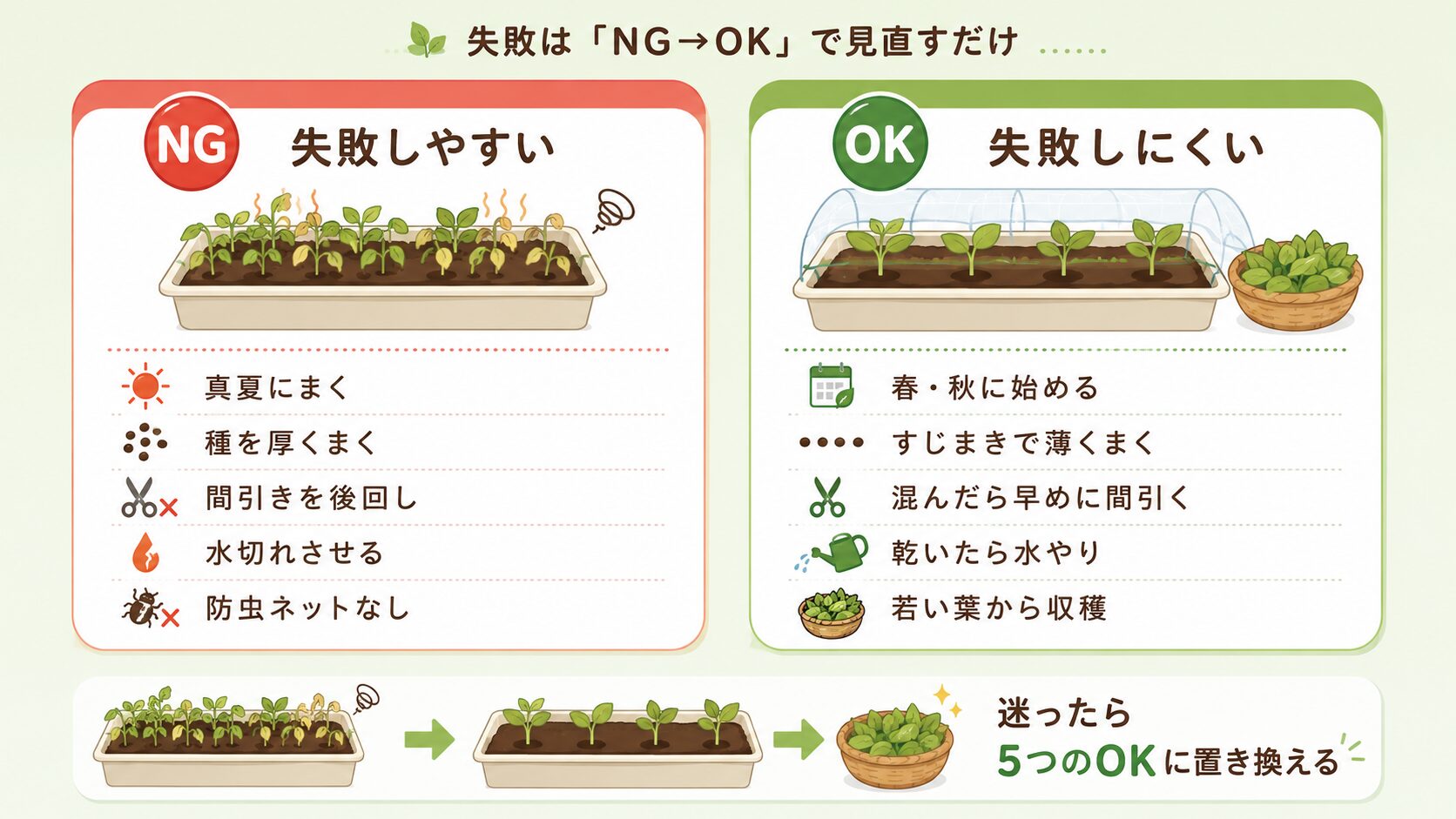 ルッコラ栽培で初心者がやりがちなNG行動とOK行動を比較した図解