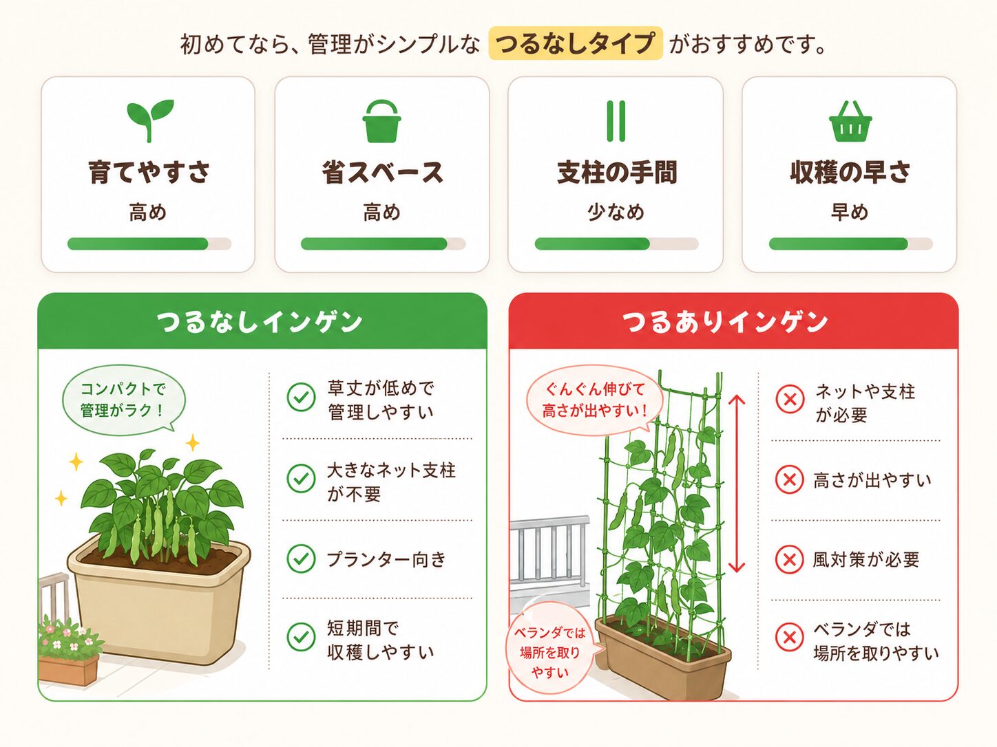 つるなしインゲンとつるありインゲンの違いを比較した図解