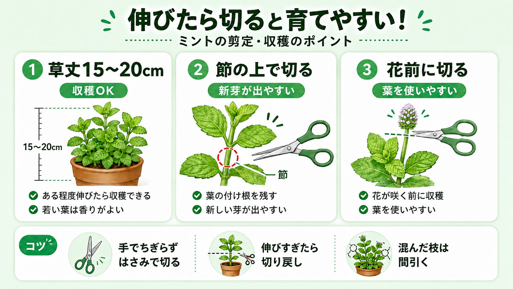 ミントの剪定と収穫のタイミングを解説した図解