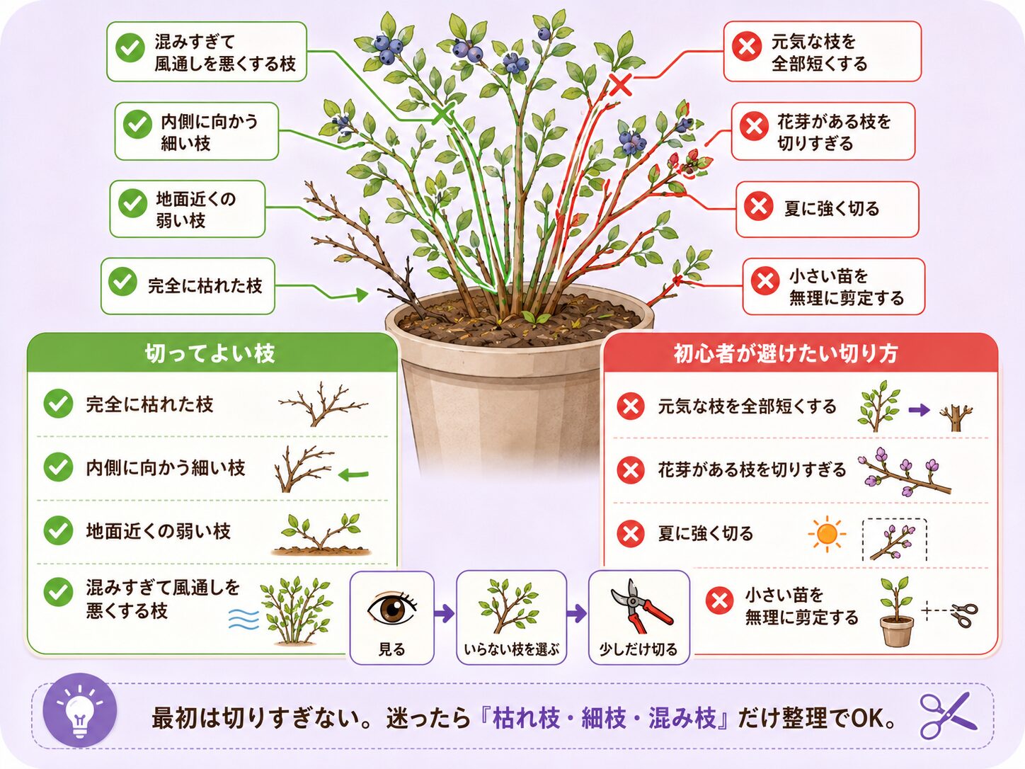 ブルーベリー剪定で切ってよい枝と初心者が避けたい切り方を解説した図解