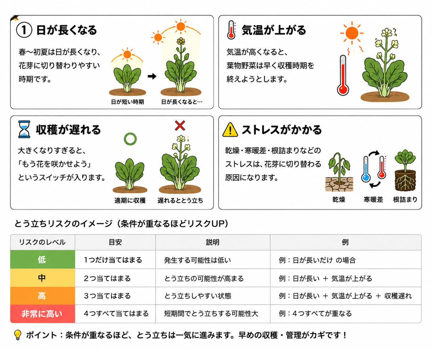 とう立ちしやすい原因として、日が長くなる、気温が上がる、収穫が遅れる、ストレスがかかることを説明する図解。