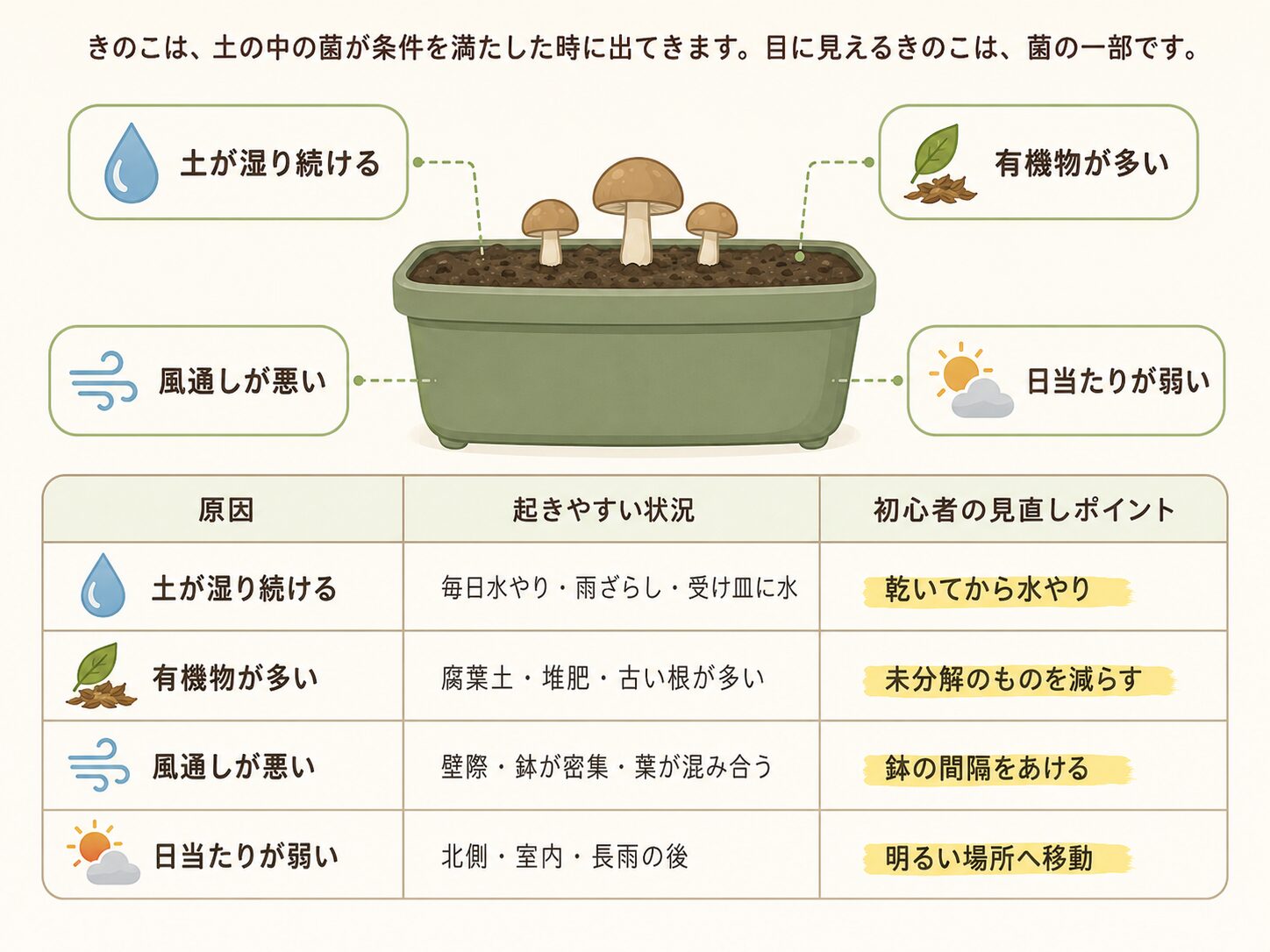 プランターにきのこが生える原因と見直しポイント