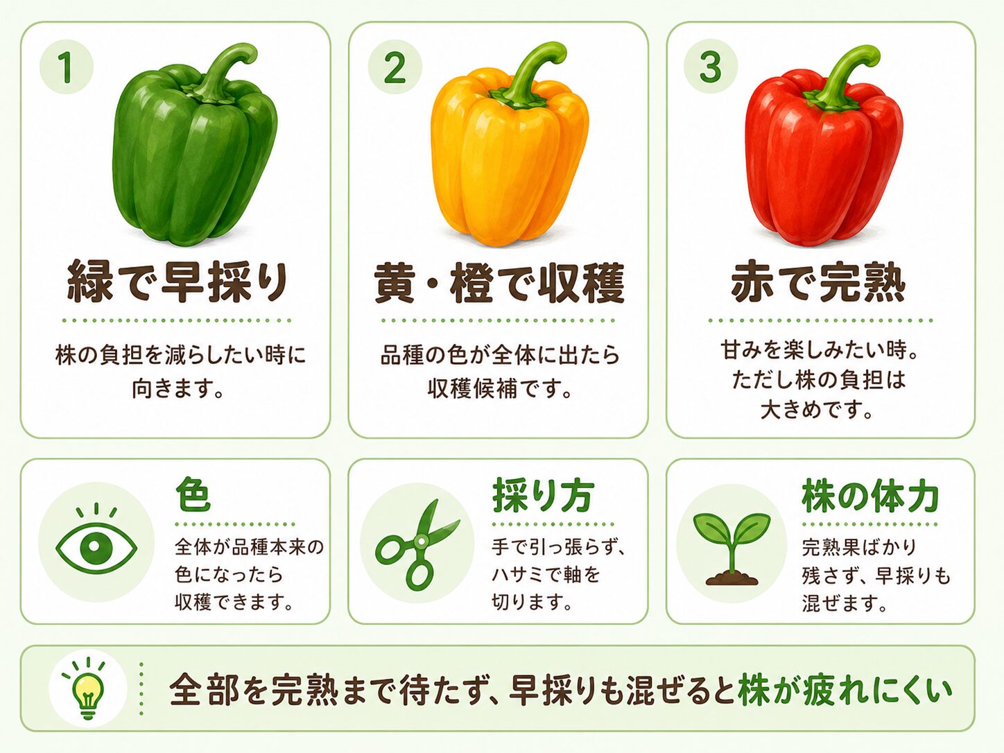 パプリカの緑で早採り・黄や橙で収穫・赤で完熟の使い分けを示した図解