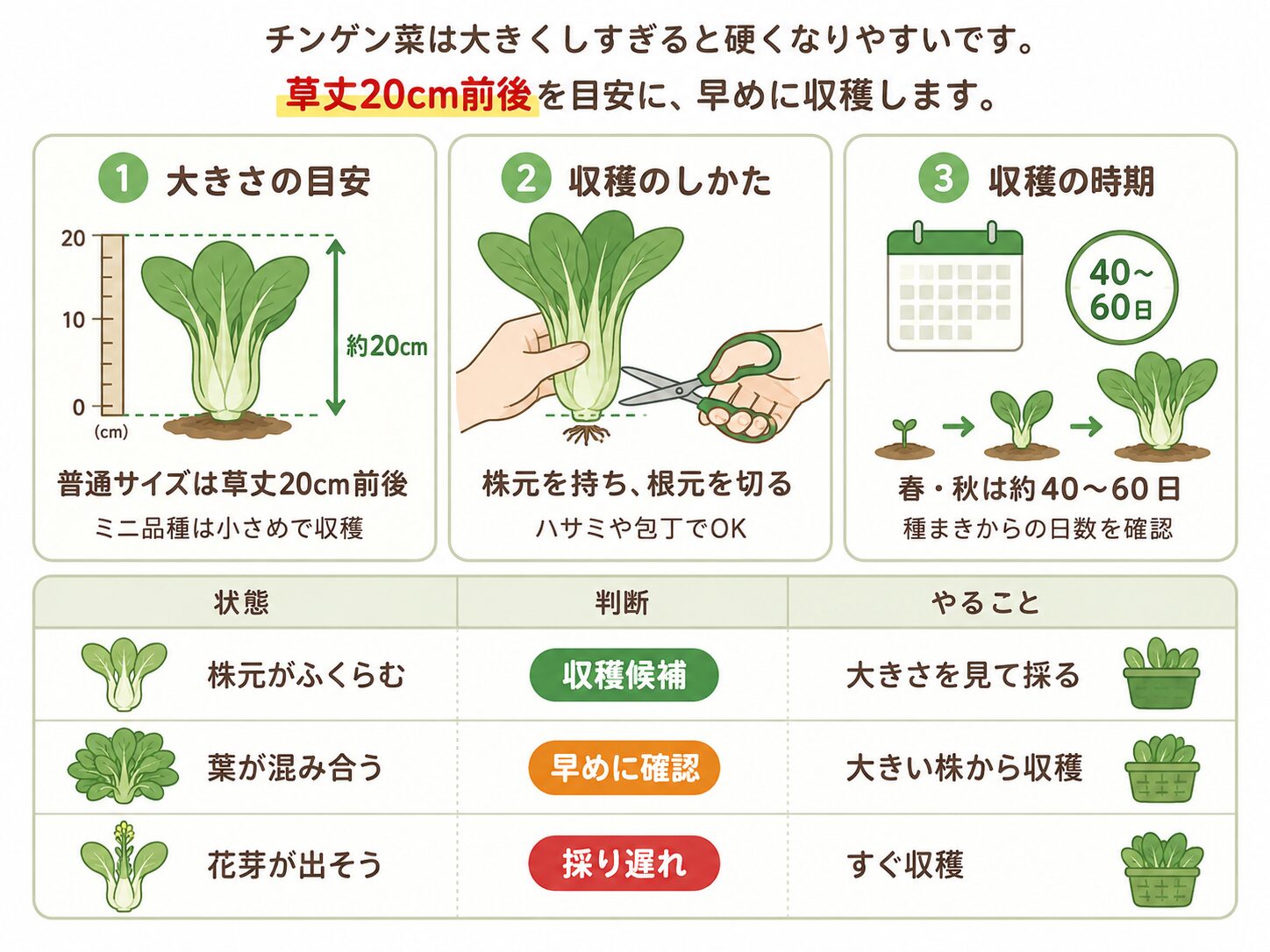 チンゲン菜の収穫タイミングと採り方を説明した図解