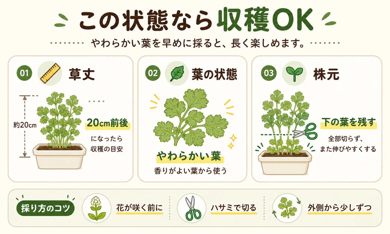 パクチーの収穫タイミングと採り方のコツをまとめた図解