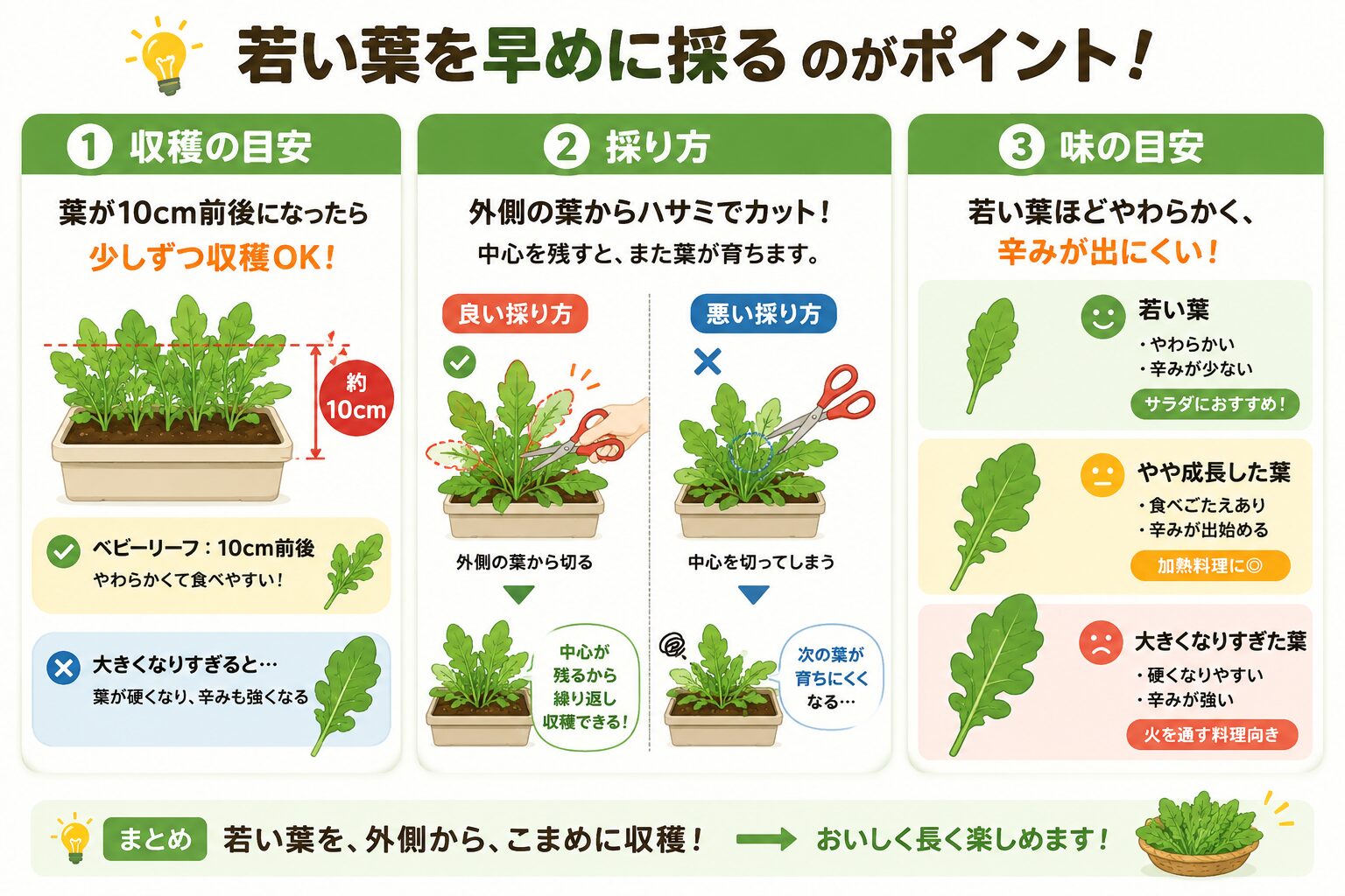 ルッコラの収穫タイミングと採り方を示した図解